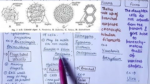 Thallus organisation in algae ( in hindi ) | detailed notes