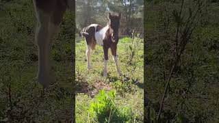 Ha nascut una petita pottoka, Genil 🐴 #respecte #cavalls #persones #natura