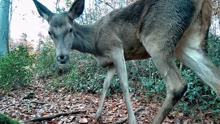 UNE BICHE VIENT TRÉS PRÉS DE MON PIÈGE PHOTO !!! 😱📷