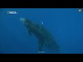 The humpback whale