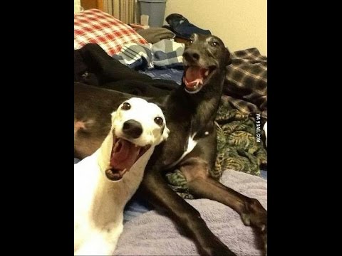 Funny Pets - YouTube
