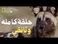وثائقي الحياة البرية المملكة المتوحشة صراع الأسود والضباع من أجل البقاء وثائقي الحياة البرية المملكة المتوحشة صراع الأسود والضباع من أجل البقاء