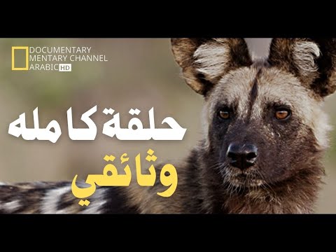 وثائقي الحياة البرية المملكة المتوحشة صراع الأسود والضباع من أجل البقاء