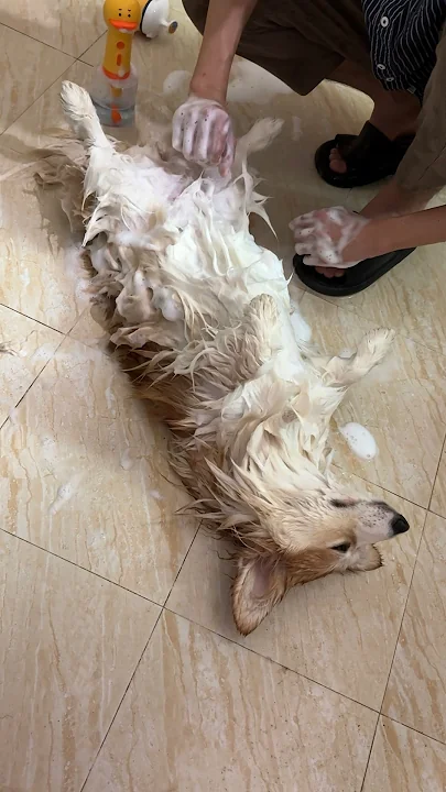 爸爸给女儿和儿子洗澡的区别