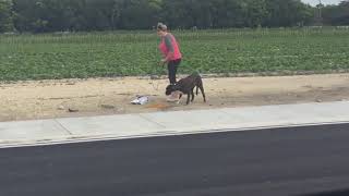 Cliff the road dog is finally safe!