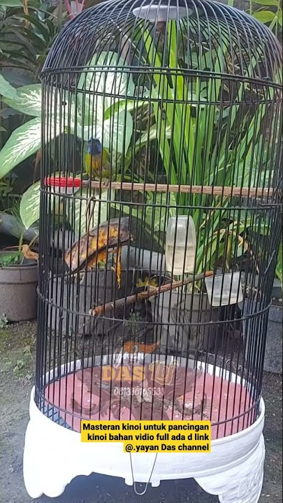 suara pancingan untuk kinoi bahan