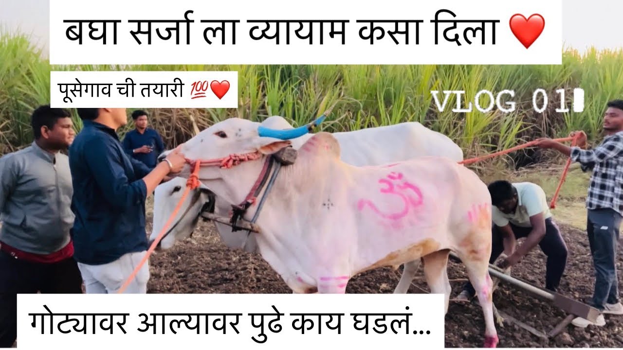 पंचम हिंदकेसरी सर्जा ची पुसेगाव साठी ची तयारी पहा…vlog❤️#bailgadasharyat #bailgada  #viral #explore 