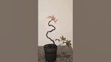 How to wire a maple to a prebonsai🍁 #bonsai #starter #fyp #howto #wire #diy #easy #bend #fy #schweiz