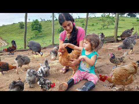 Vídeo: Cuidados com flores de galinhas e pintinhos - O que fazer quando minhas galinhas e pintinhos estão florescendo