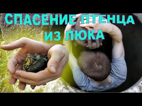 Спасти люка. Спас птенца. Спасти птенца сорркипримета.