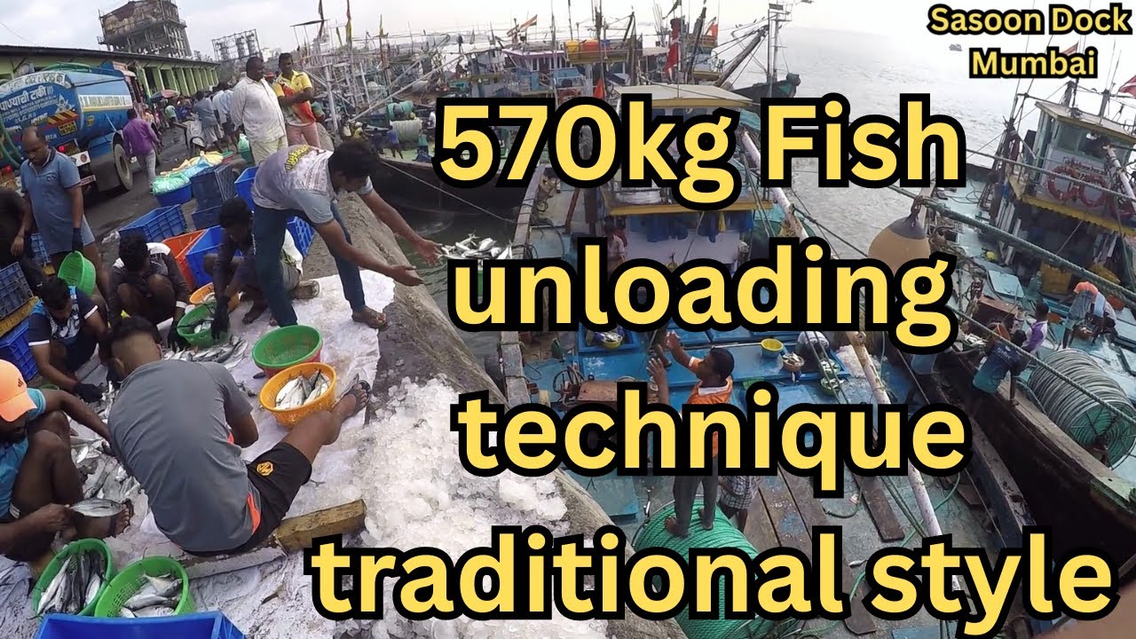 Loading Docks Fish Sassoon Dock | Fish Loading | ससून डॉक मच्छी मार्केट | #fishmarketvideo ...