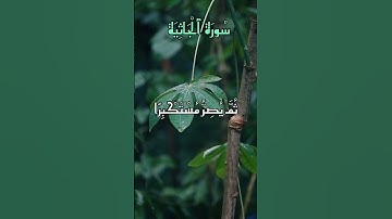 سورة الجاثية 💚🤲🏻 بصوت الشيخ ياسر الدوسري #القرآن_الكريم #اكسبلور #المغرب #الجزائر #تيك_توك#السعودية