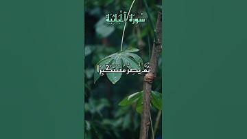 سورة الجاثية 💚🤲🏻 بصوت الشيخ ياسر الدوسري #القرآن_الكريم #اكسبلور #المغرب #الجزائر #تيك_توك#السعودية