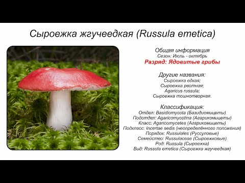 Сыроежка жгучеедкая (Russula emetica)