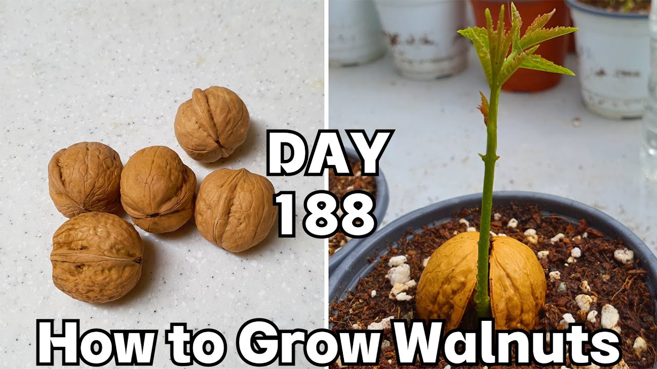Walnut seed germination : Всхожесть семян грецкого ореха (7 месяцев)