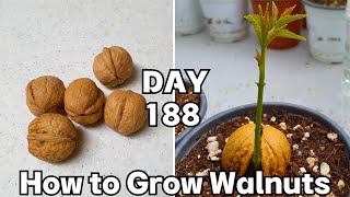 Walnut seed germination : การงอกของเมล็ดวอลนัท (7 เดือน)