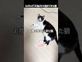 わざわざこの為だけに起きて来た猫#ハチワレ #ばんくん #shorts