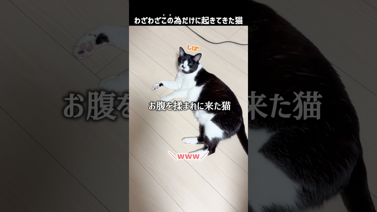 わざわざこの為だけに起きて来た猫#ハチワレ #ばんくん #shorts