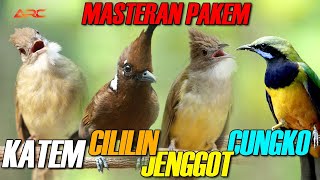 MASTERAN CUNGKO - KAPAS TEMBAK - CUCAK JENGGOT - CILILIN