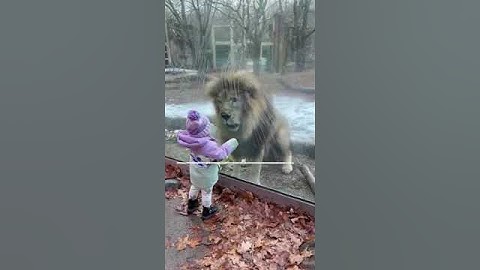 Brave baby plays with cheeky Lion