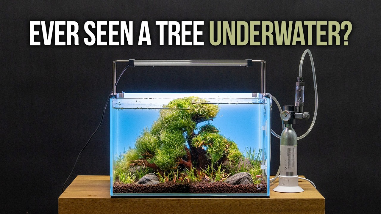 Step by Step Aquarium Bonsai Tree Aquascape