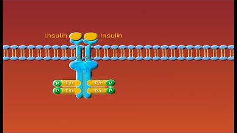 Insulin Receptors animation