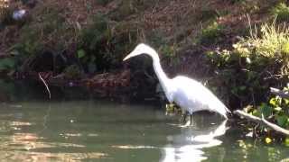 Great Egret Catches Fish in SF (June 2013)