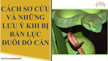 Cách Sơ cứu và những lưu ý khi bị Rắn Lục Đuôi Đỏ Cắn - SuckhoecuocsongTV