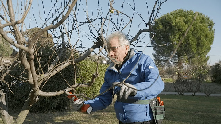3 Consigli per potare il melo! 🍎🌳