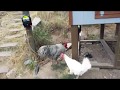 A Tour of My Latest Predator Resistant Chicken Coop Build A Tour of My Latest Predator Resistant Chicken Coop Build