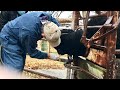Treating an Abscess on a Bull and Our Heifer gets A Calfhood Vaccination. Warning Graphic content!