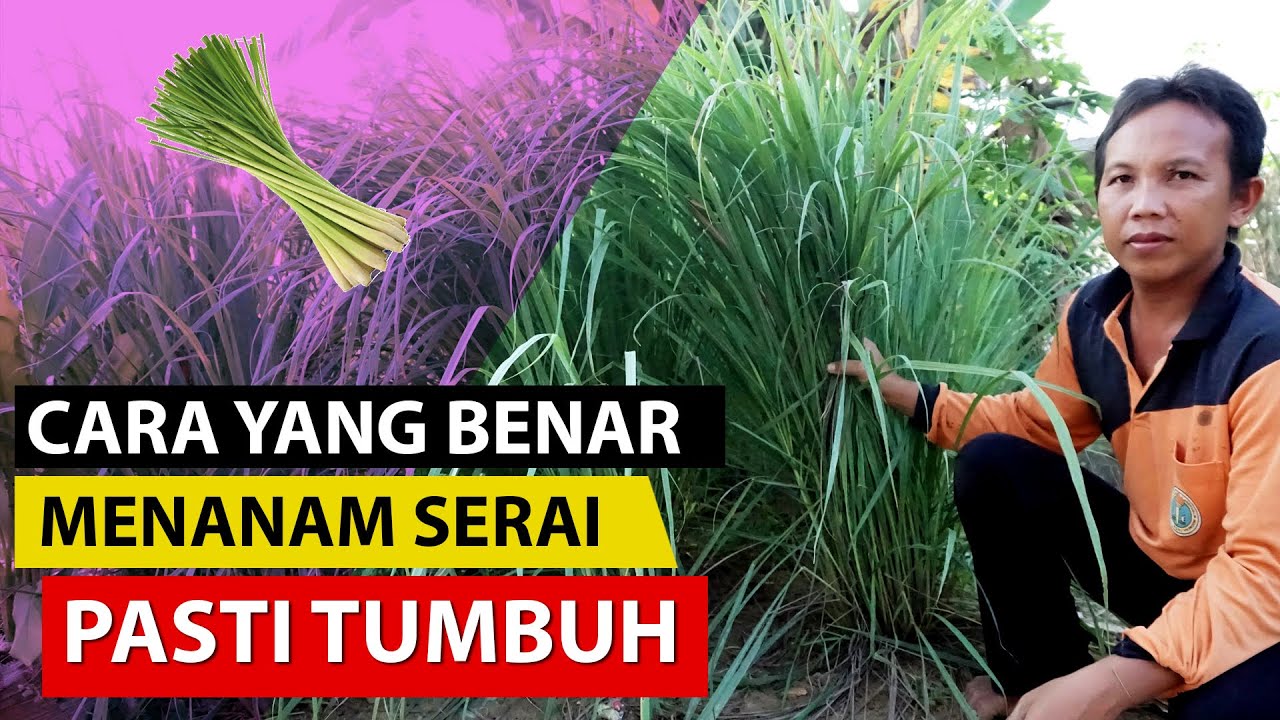 Cara Menanam Serai Dapur/Sayur dari Batang Agar Tumbuh Besar 