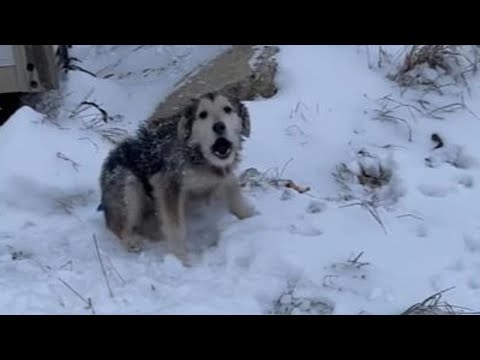 Abandoned To Fend For Herself In Snow. She Got Scared Of Human | Ran Away And Quickly Huddled Up...