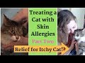 Relief for Itchy Cat! Treating Skin Allergies - Home Remedies