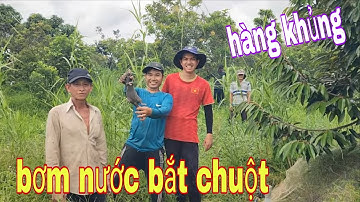 Bơm Nước Bắt Chuột Cống Nhum Khổng Lồ Mùa Nước Nổi # SĂN BẮT ĐỒNG THÁP #