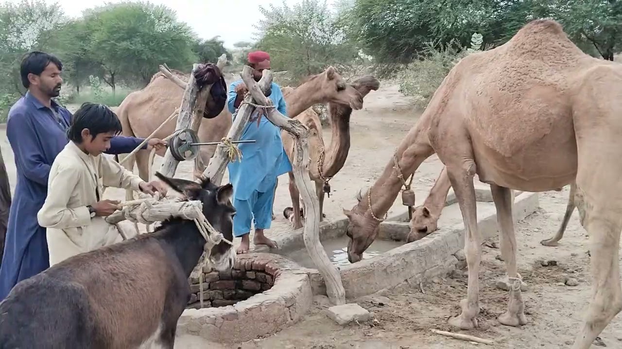 All the camels are gathered at the well to drink water, and the camel owners are pouring water from#