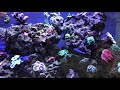 Valentini Puffer Reef Safe?