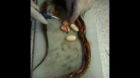 captions in Picasa are NOT being correctly displayed in Picasa