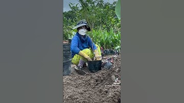 Vườn có cây giống Sapoche Mexioco dễ trồng ra trái quanh năm, www.vuonnhietdoi.com.vn