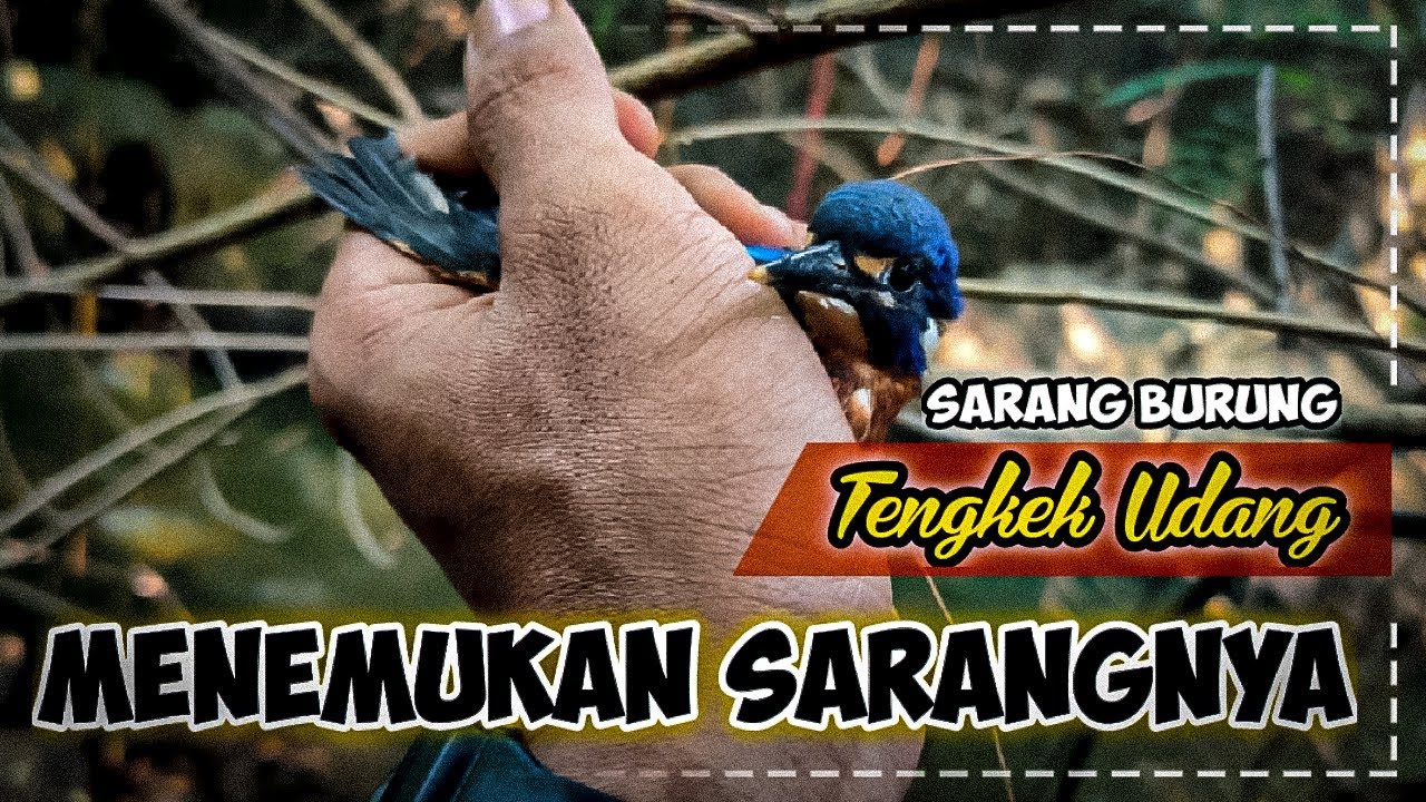 Menemukan Sarang Burung Tengkek Udang saat Berburu Biawak 