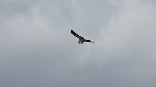 Kites and Frogs
