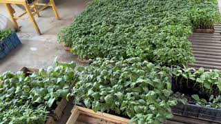 Pomidor Bodring Karam Kochatlar Optomi Arzon 1000 Somdan Optomiga