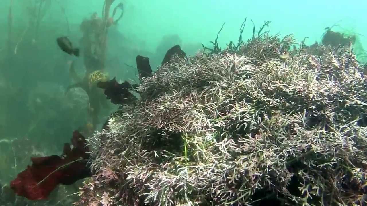 Scuba Diving Rod Phillips