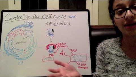 Regulating Cdk - Inhibitors