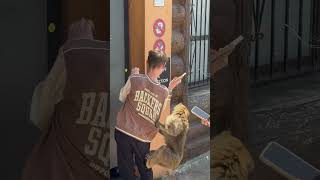 Affe 🐒 in Gibraltar 🇬🇮 klaut Eiscreme 🍦 von Tourist! #gibraltar #affe #ape #apes #affe #affen