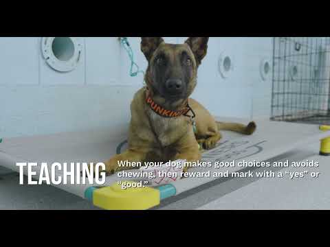 Puppy Behaviors  Chewing video thumbnail