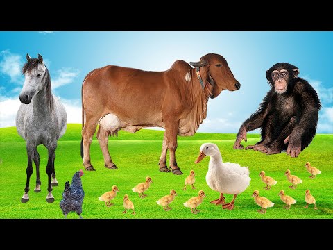 Terrestrial Habitat Animals - Tiger, Lion, Horse, Pig - Animals Sounds