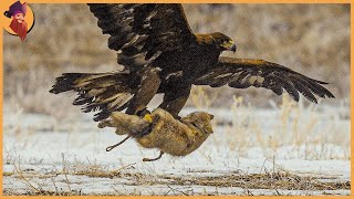 15 Cruel Eagle Attacks Caught on Camera