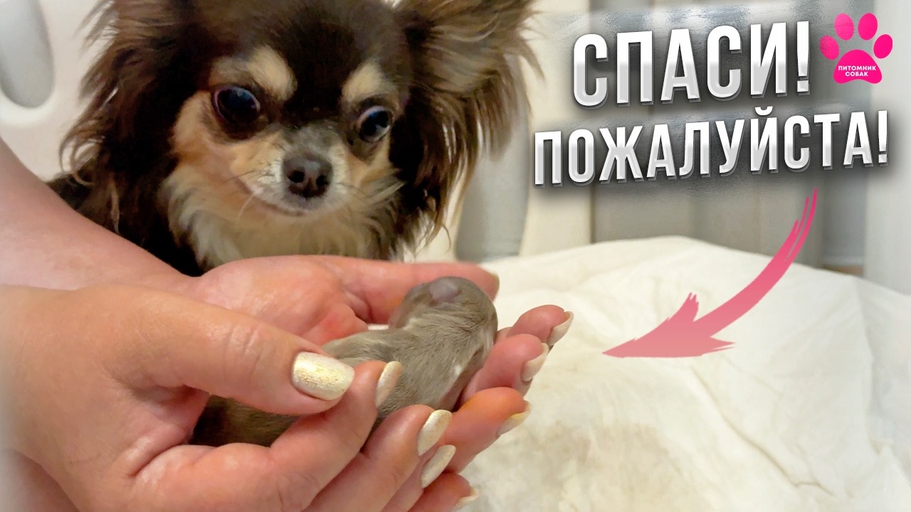 Щенок родился без признаков жизни. Битва за жизнь новорожденного щенка на глазах его мамы!