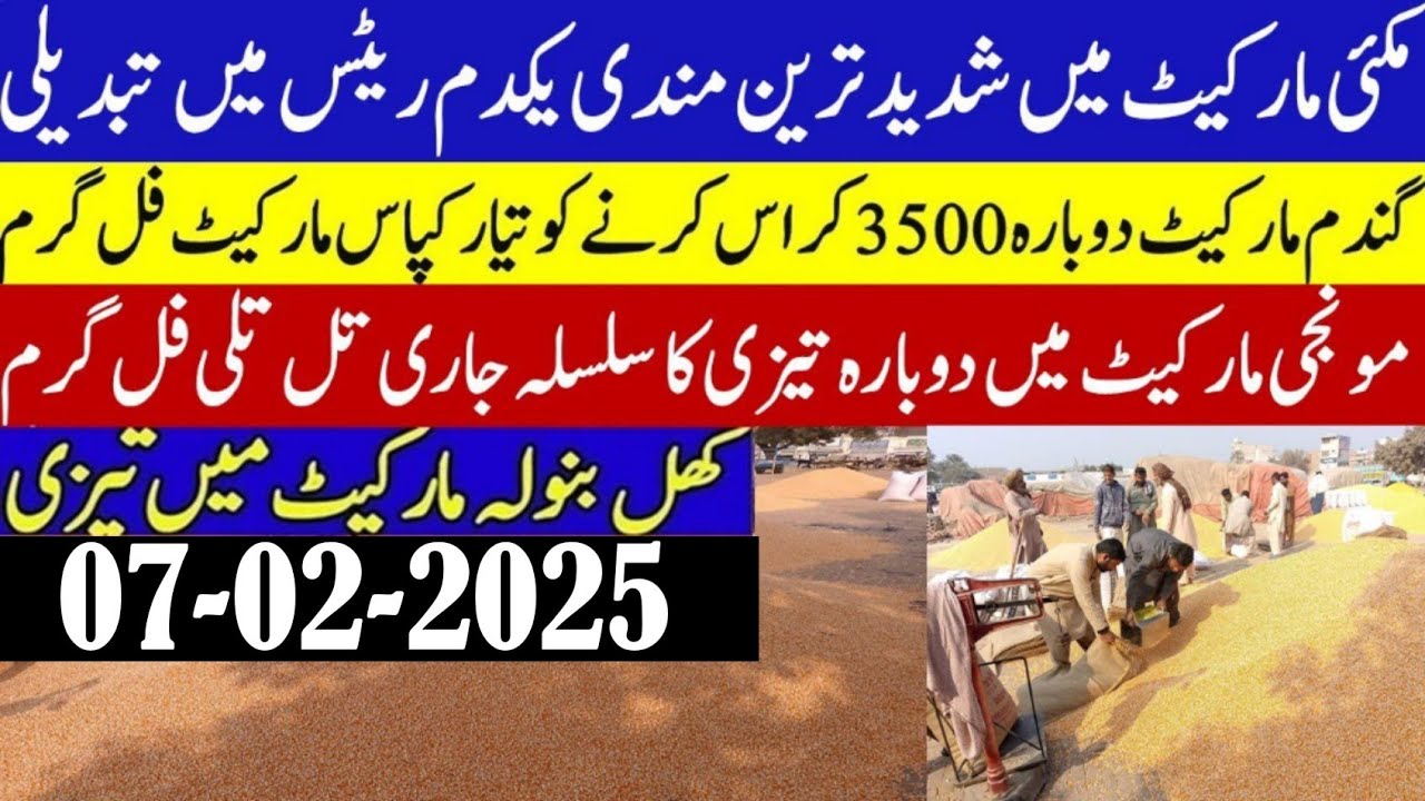 Wheat price today / wheat Future price 2025/Gandum rates today/new ...